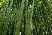 Bamboo plantation von Sami Sarkis Photography