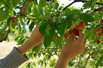 Picking cherries from tree by Sami Sarkis Photography