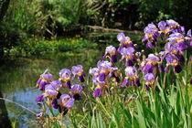 Iris flowers on river bank by Sami Sarkis Photography