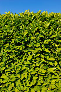 Green leaves hedge on blue sky by Sami Sarkis Photography