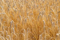 Wheat field von Sami Sarkis Photography
