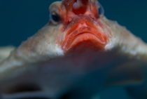 Red-lipped batfish (Ogcocephalus Darwini) von Sami Sarkis Photography