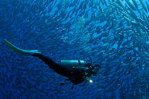 Woman diver surrounded by a school of Jackfish by Sami Sarkis Photography