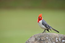Red Crested Cardinal perched on rock by Sami Sarkis Photography