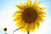 Two sunflowers in field von Sami Sarkis Photography