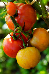 Tomatoes on vine by Sami Sarkis Photography