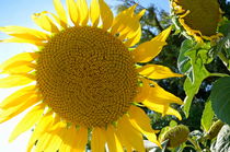 Sunflowers in field at summer von Sami Sarkis Photography