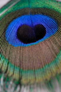 Peacock feather by Sami Sarkis Photography