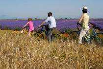Family contemplating lavender field during bicycle trip by Sami Sarkis Photography