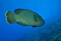Napoleon Wrasse swimming undersea by Sami Sarkis Photography