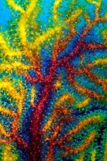 Colorful Gorgonian sea fan by Sami Sarkis Photography