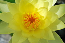 Yellow Lotus by Sami Sarkis Photography