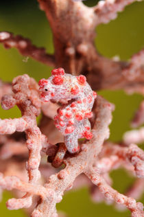Pigmee seahorse on a soft coral von Sami Sarkis Photography