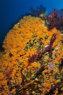 Yellow Encrusting Anemone underwater by Sami Sarkis Photography