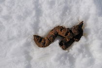 Dog excrement on snow by Sami Sarkis Photography