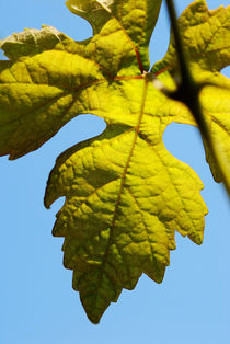 Vine leaf against blue sky by Sami Sarkis Photography