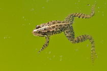 Common frog (Rana temporaria) swimming in pond von Sami Sarkis Photography