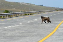 Lonely Chacma baboon crossing highway road by Sami Sarkis Photography