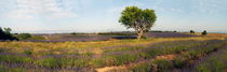 Panoramic view of a tree in lavender field by Sami Sarkis Photography
