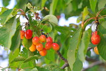 Cherries on tree in Provence by Sami Sarkis Photography