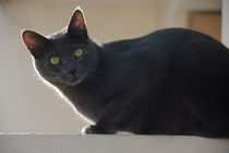 Grey cat on balcony edge by Sami Sarkis Photography
