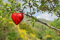 Heart shape on tree by Sami Sarkis Photography