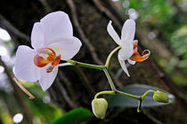 White Orchids von Sami Sarkis Photography