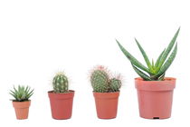 Four varieties of mini cactus in pots by Sami Sarkis Photography