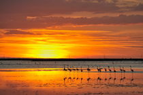 Greater flamingos in pond at sunset by Sami Sarkis Photography