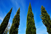 Cypress Trees by Sami Sarkis Photography