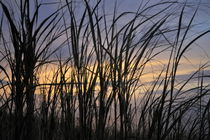 Silhouette of reed leaves at sunset von Sami Sarkis Photography