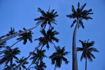 Coconut trees oN blue sky by Sami Sarkis Photography