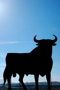 Silhouette of Osborne bull by Sami Sarkis Photography