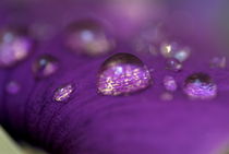 Drops on a purple petal of a viola pansy flower after rain shower. by Sami Sarkis Photography
