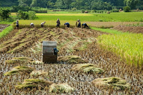 Rm-china-harvesting-machine-peasants-rice-paddy-chn1542