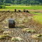Rm-china-harvesting-machine-peasants-rice-paddy-chn1542