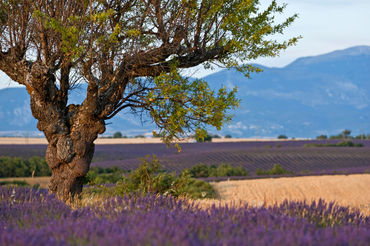 Rm-agriculture-crop-france-lavender-sunset-lds357