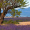 Rm-agriculture-crop-france-lavender-sunset-lds357