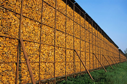 Rm-cages-corn-drying-farm-harvest-isre-vegetables-lds296
