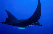 Manta ray (manta birostris) and a remora fish swimming in the Boulari Channel by Sami Sarkis Photography
