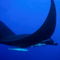 Rf-manta-ray-suckerfish-underwater-uw227
