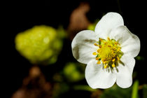 Strawberry flower (fragaria vesca) during Spring. by Sami Sarkis Photography