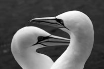 Portrait of a pair of Northern Gannets (Morus bassanus) by Sami Sarkis Photography