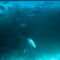 Rm-boat-fish-noumea-school-shadow-underwater-nc149