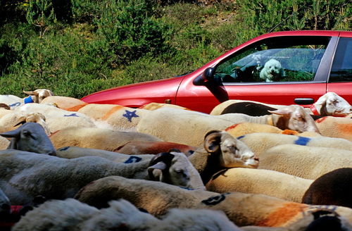 Rf-blocking-car-dog-esperou-rural-sheep-pro119