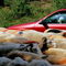 Rf-blocking-car-dog-esperou-rural-sheep-pro119