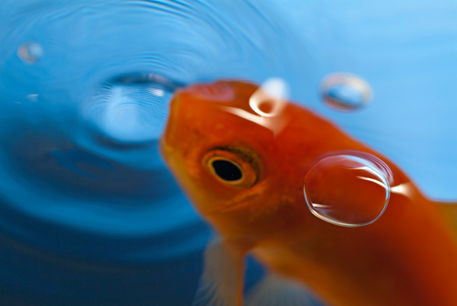Rf-bubbles-fish-bowl-goldfish-ripples-ani106