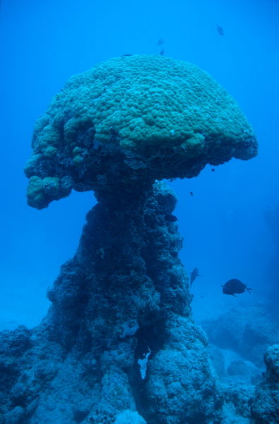 Rf-coral-noumea-lagoon-reef-unusual-nc155