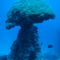 Rf-coral-noumea-lagoon-reef-unusual-nc155