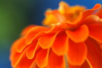 Orange common zinnia (zinnia elegans) in garden. by Sami Sarkis Photography